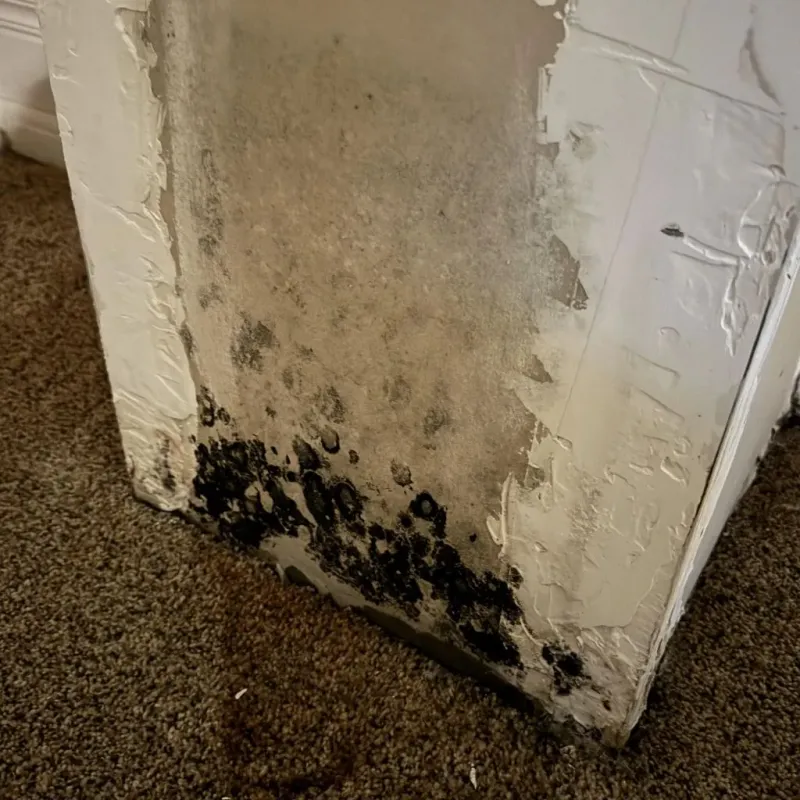 Professional Mold Removal in Mount Hermon, VA